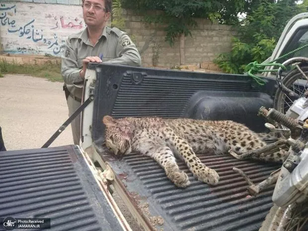  آیا پلنگ‌های ایران باعث مرگ یکدیگر می‌شوند؟/ یک کارشناس: تلفات ناشی از نزاع پلنگ‌ها مستند نیست