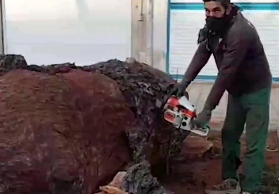 سعید زارع‌پور، فعال میراث فرهنگی، با انتشار ویدیویی در اینستاگرام از قطع درختان «منتسب به دوران قاجار» در خیابان سپه قزوین خبر داد.