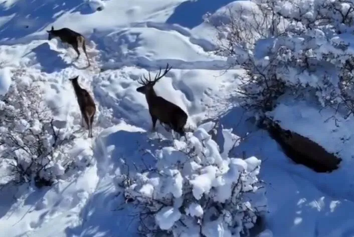  مارال‌های پارک جنگلی فندقلو در اهر