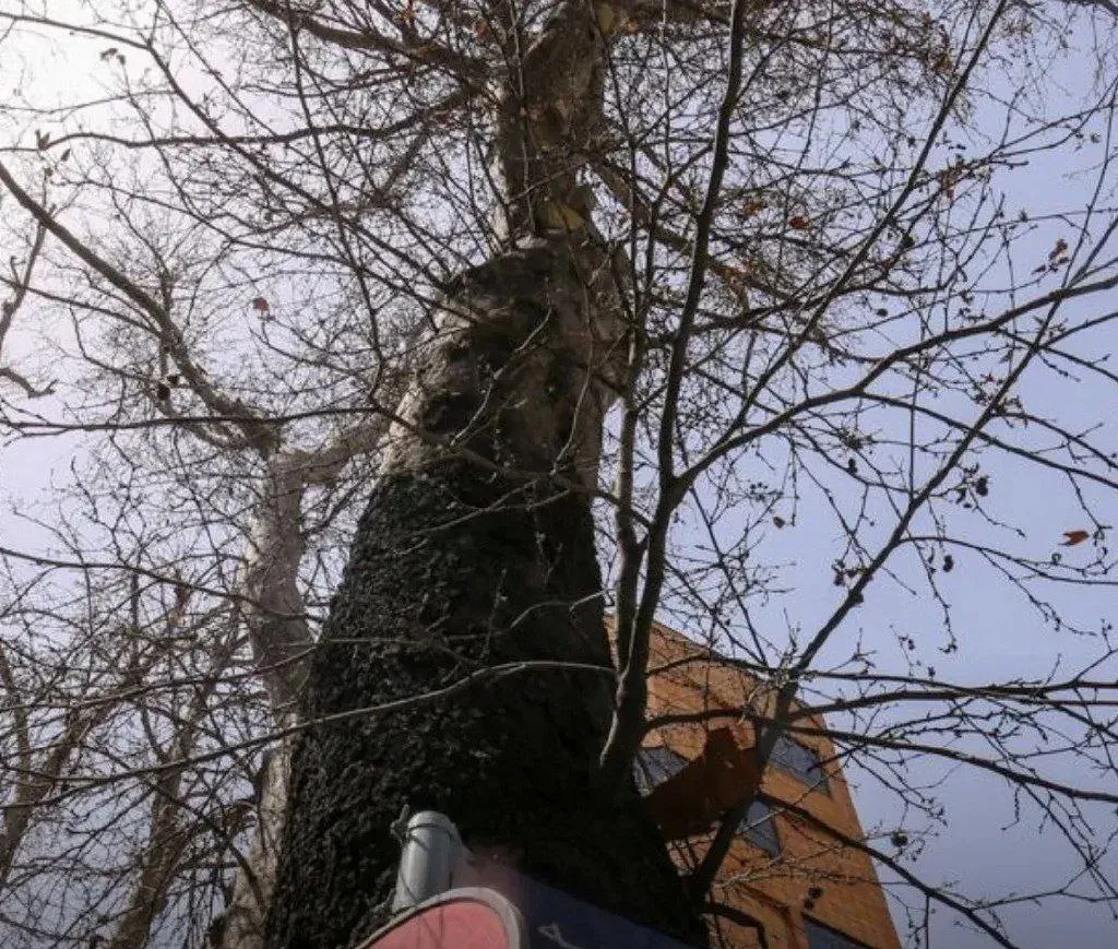 جمع‌آوری درختان خشک خیابان ولیعصر از امشب 