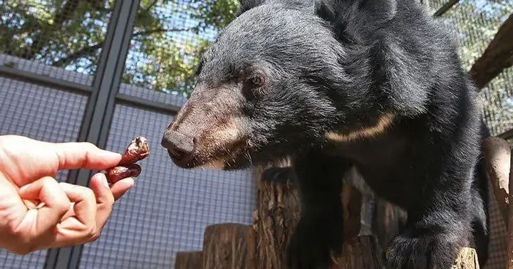 توله‌خرسی که از فارس آمد و در تهران ناپدید شد /خطرناک نیست‌ اما بی‌خطر هم نه 