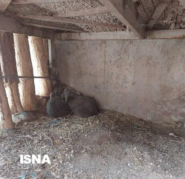  رد توله خرس گمشده را زده‌اند