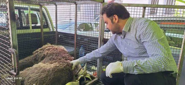  خرس زخمی دنا تلف شد 