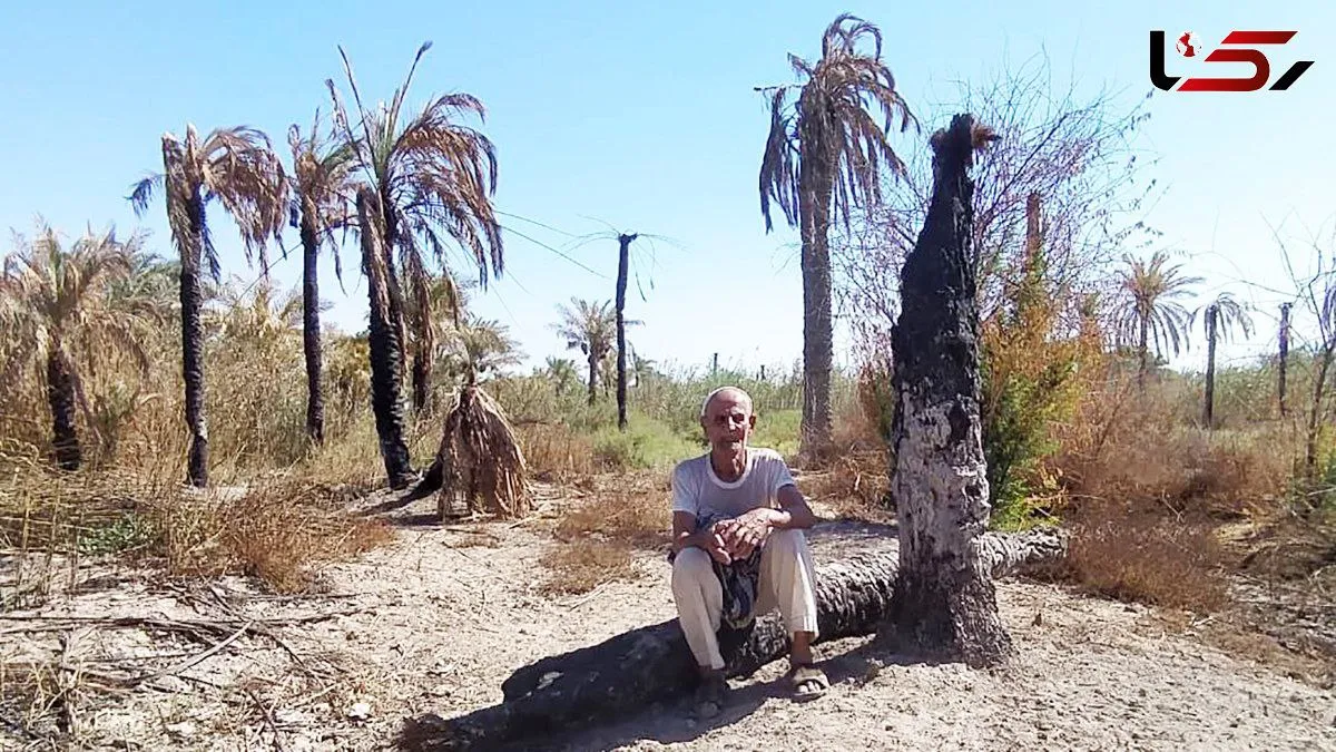  روز ملی خرما، روز غم نخل های آبادان و خرمشهر / وقتی ناکارآمدی آبی معیشت مردمان جنوب را تهدید می‌ کند!