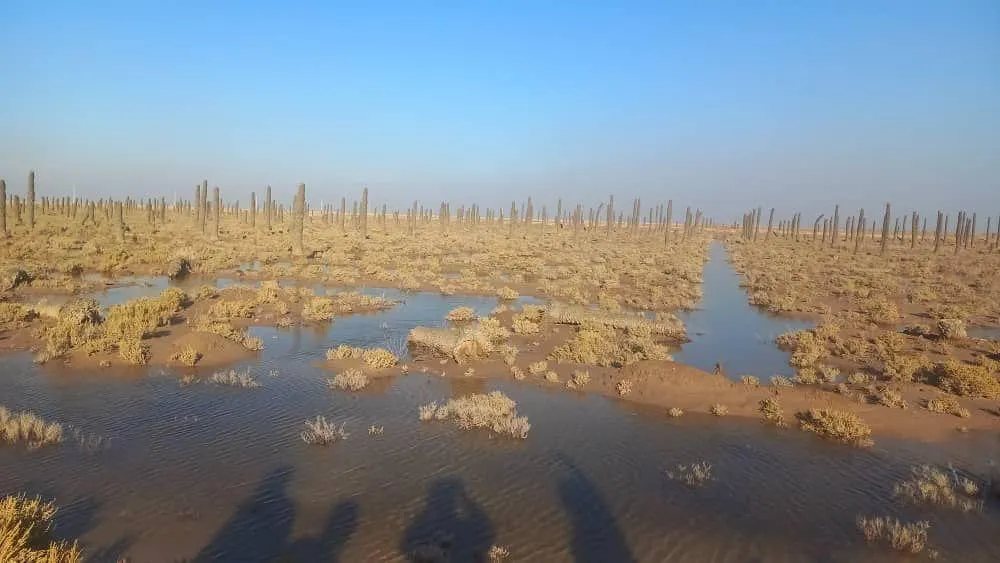  بهمنشیر، شورتر از خلیج فارس؛ این دیگر بحران نیست، اعلان سقوط تعادل زیست‌محیطی است