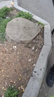  قطع درختان محدوده مرکزی شهر ادامه دارد 