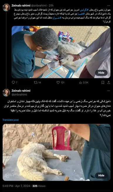 حیوان زخمی باغ وحش گراش امروز جراحی شد