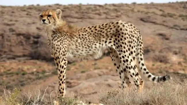 مشاهدۀ ۳ يوزپلنگ در میاندشت جاجرم