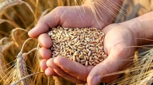 گندم یارانه‌ای صرفاً برای مصارف نانوایی مجاز شد