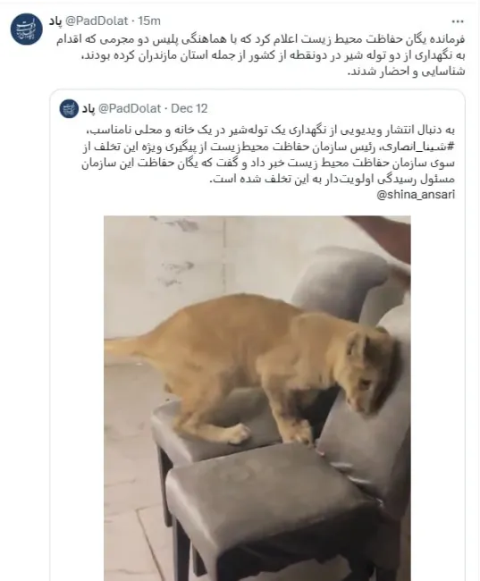  با هماهنگی پلیس، دو مجرمی که اقدام به نگهداری از دو توله شیر در دو نقطه از کشور، از جمله استان مازندران، کرده بودند، شناسایی و احضار شدند.
