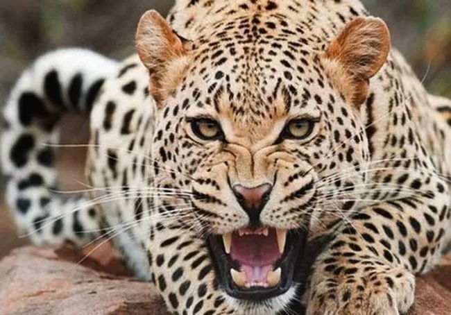 صدای غرش پلنگ رو شنیدید؟ 
