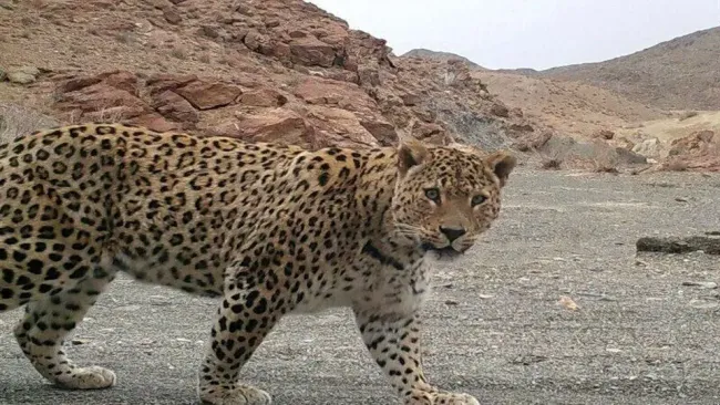 اداره کل حفاظت محیط زیست استان گیلان از شناسایی یک قلاده پلنگ به همراه توله‌اش خبر داد. محیط‌بانان این اداره توانستند تصاویری از این پلنگ و توله‌اش را در منطقه شکار ممنوع اشکورات رودسر ثبت کنند.