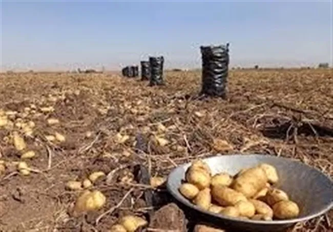 سیب زمینی را ۱۵ هزار تومان صادر کردند، چند ماه بعد، همان سیب زمینی خودمان را ۳۵ هزار تومان وارد کردند!