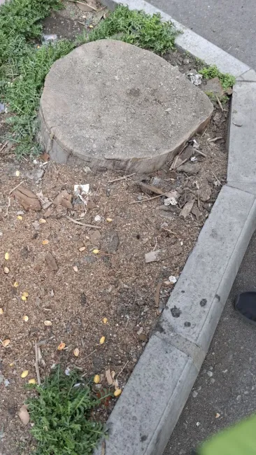 قطع درختان محدوده مرکزی شهر ادامه دارد 