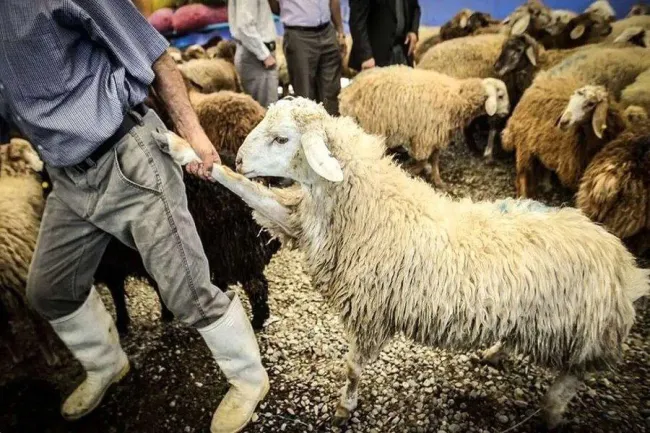  دام را از مراکز مجاز خریداری کنید