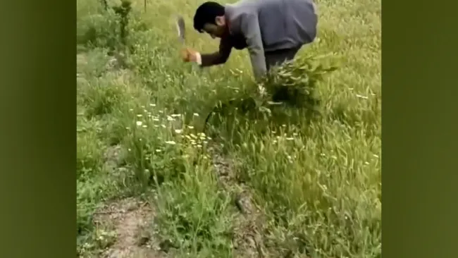 اقدام تاسفبار و غیر اخلاقی قطع ۱۶۱ اصله نهال گردو در اردبیل توسط اداره جنگلبانی