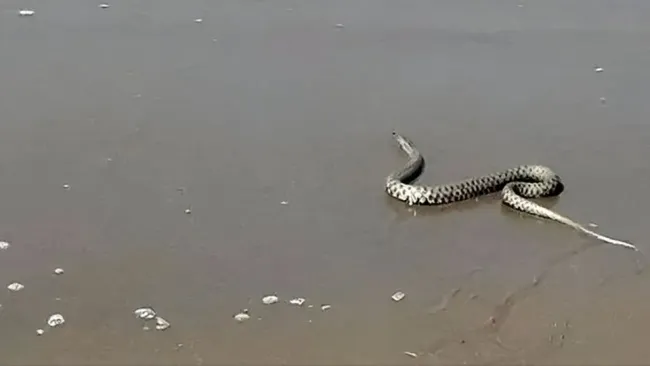 the-invasion-of-water-snakes-on-the-shore-of-shirood