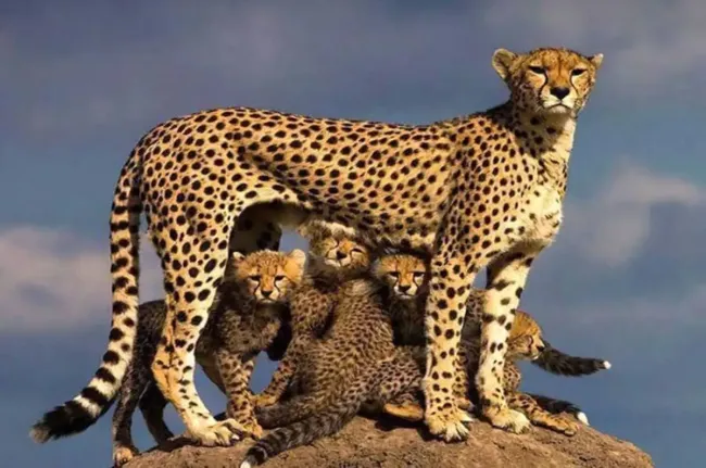  مشاهده هم‌زمان پنج یوزپلنگ آسیایی در پارک ملی توران