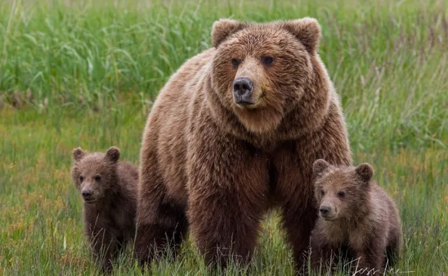  حضور خرس قهوه‌ای در روستای شابیل مشگین‌شهرِ اردبیل