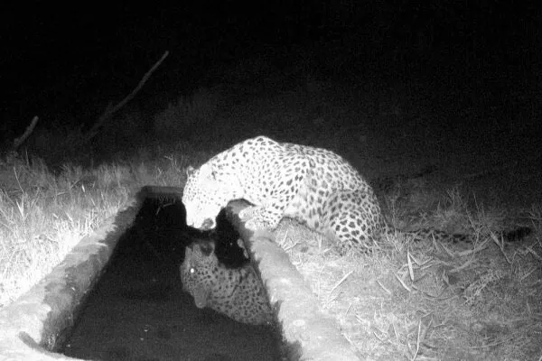  پلنگ ایرانی بار دیگر در ساریگل خودنمایی کرد