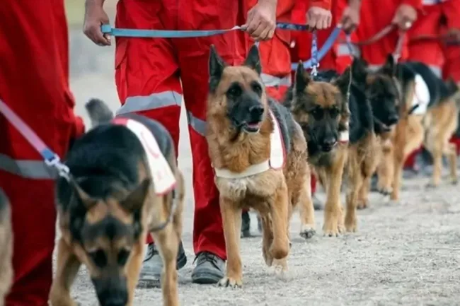 تقدیر مردم ایران از سگهای زنده یاب هلال احمر