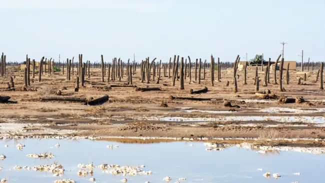  بهمنشیر در حال مرگ است / نسل کشی 3 میلیون نخل در آبادان حاصل سیاست های غلط حکمرانی منابع آب کشور