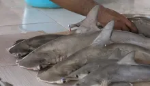 دهن‌کجی به قانون و محیط‌زیست در قشم