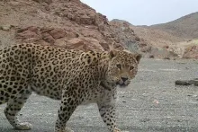 پلنگ مغرور زیبای ایرانی در ارتفاعات جنگلهای هیرکانی ، بهشت پارک ملی گلستان
